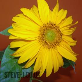 Sunflower with orange background