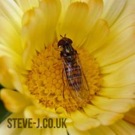 Close up of a hover fly on a yellow flower