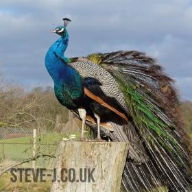 Peacock on a tree stump