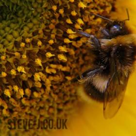 Close up of a bee on a sunflower