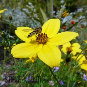 Hover fly on yellow flower
