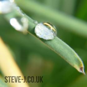 Single drop of dew on a leaf