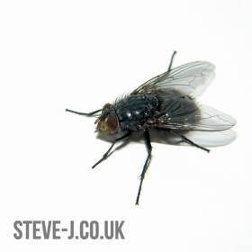 Fly on white background