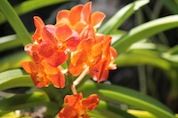 Orange Orchid
