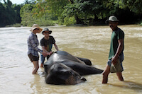 Elephant Washing