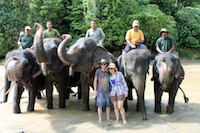 All the Elephants