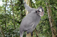 Thomas Leaf Monkey