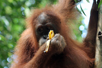 Orangutan Eating