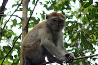 Macaque