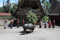 The Buffalo