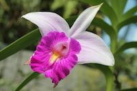 Pink and White Orchid